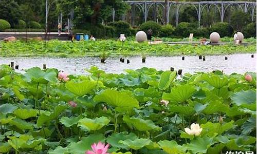 宁波荷花观赏地_宁波哪里全是荷花池景点